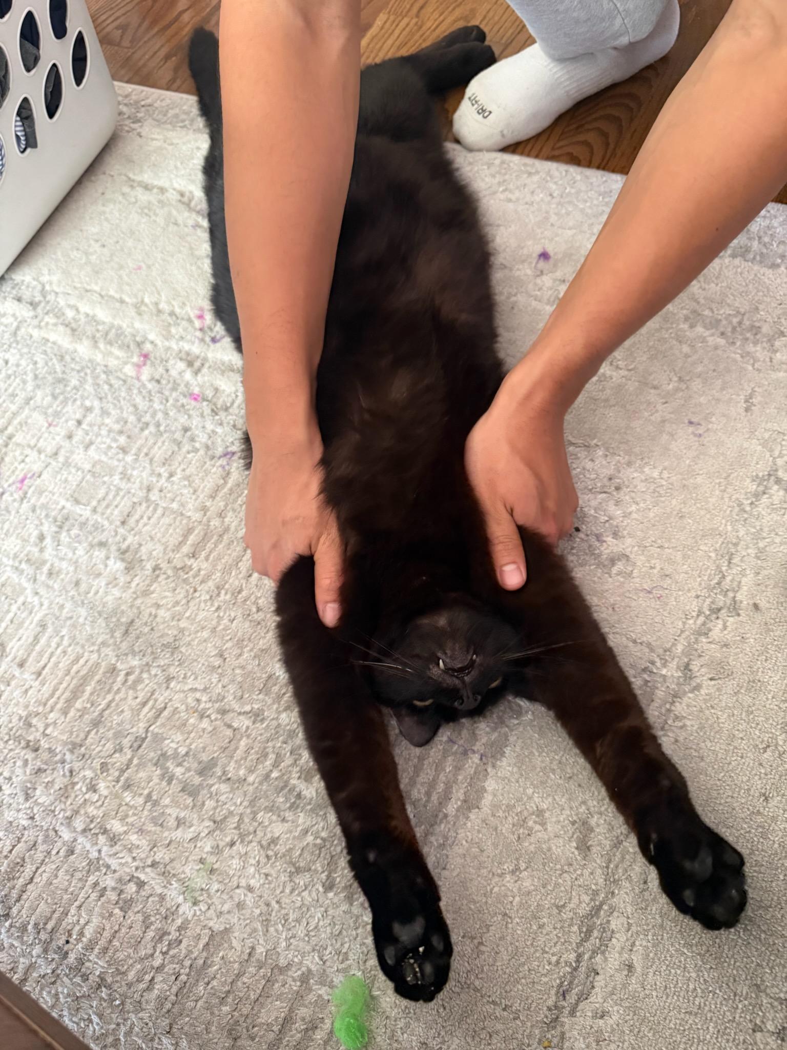 Lucky, a ADOPTABLE Domestic Short Hair in Ann Arbor, MI image 3/4