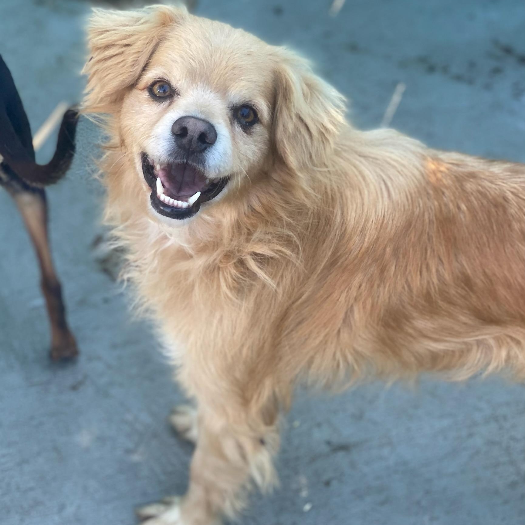 Buddy — thumbnail 5