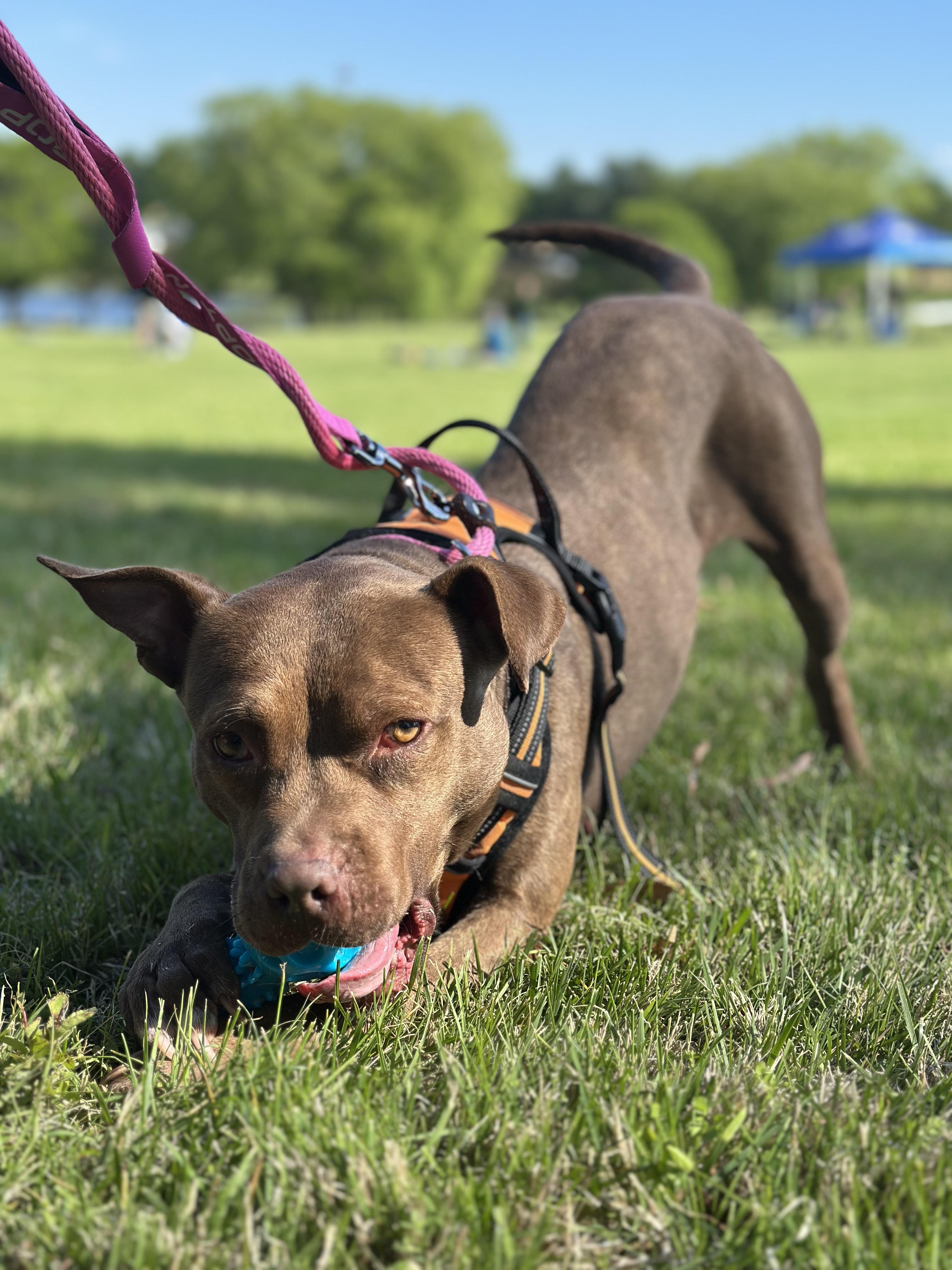 Gelato, ADOPTABLE, Young Female Mixed Breed.