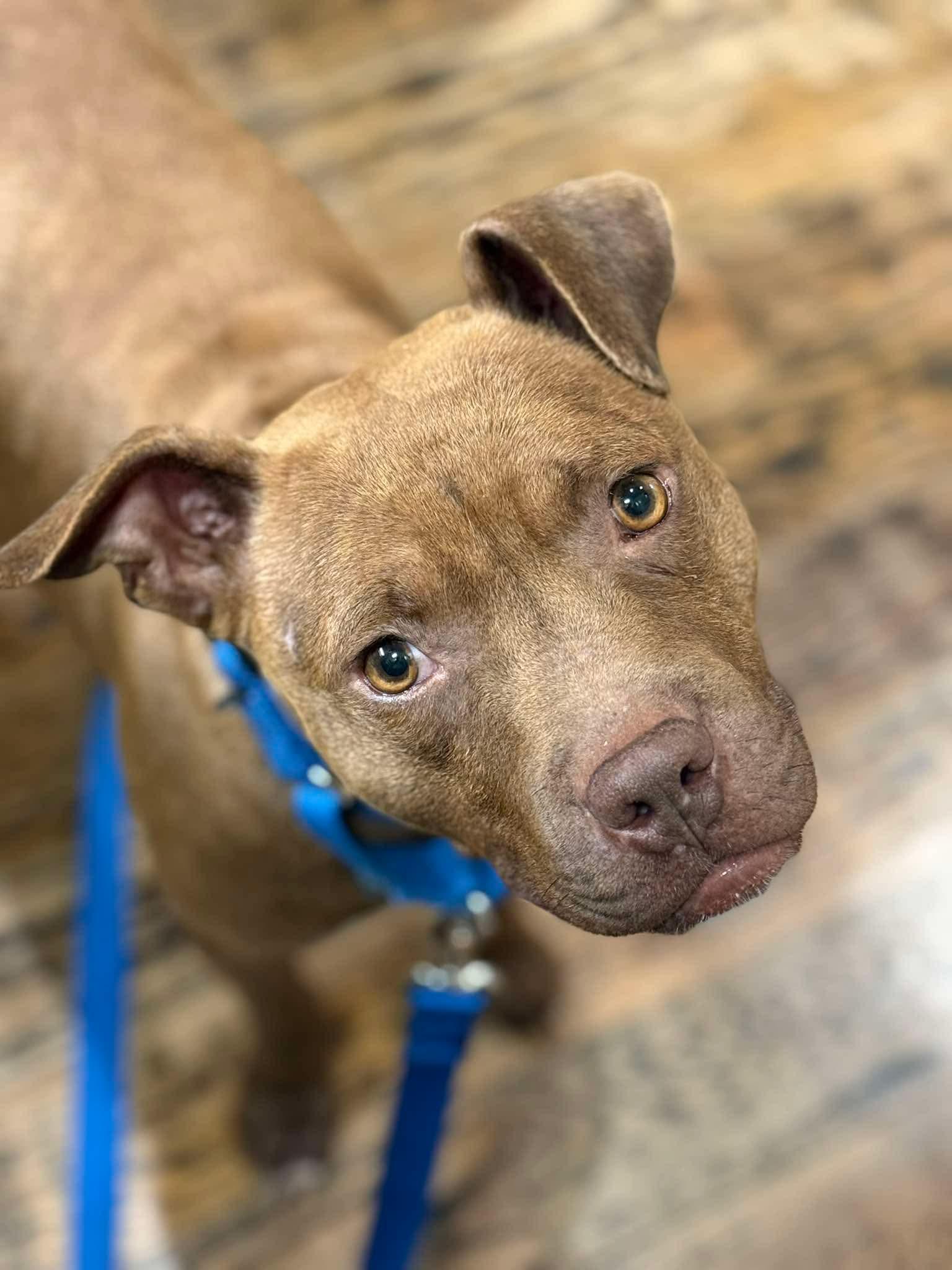 Gelato, a ADOPTABLE Mixed Breed in Ellicott City, MD image 2/5
