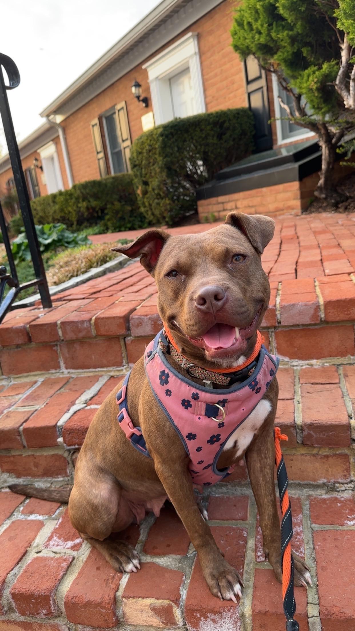 Gelato, a ADOPTABLE Mixed Breed in Ellicott City, MD image 2/2