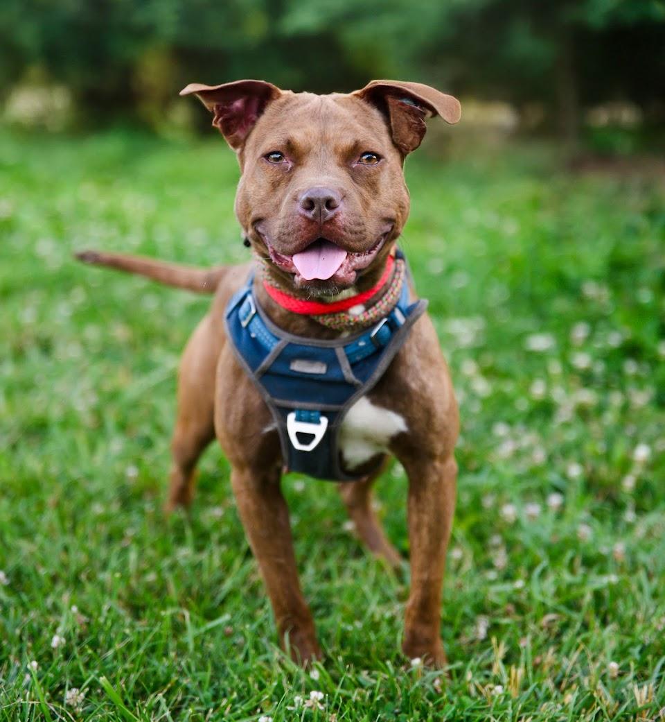 Gelato, ADOPTABLE, Young Female Mixed Breed.