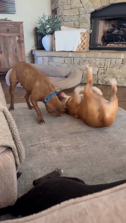 Enlarge Gelato, a ADOPTABLE Mixed Breed in Ellicott City, MD video 4/5
