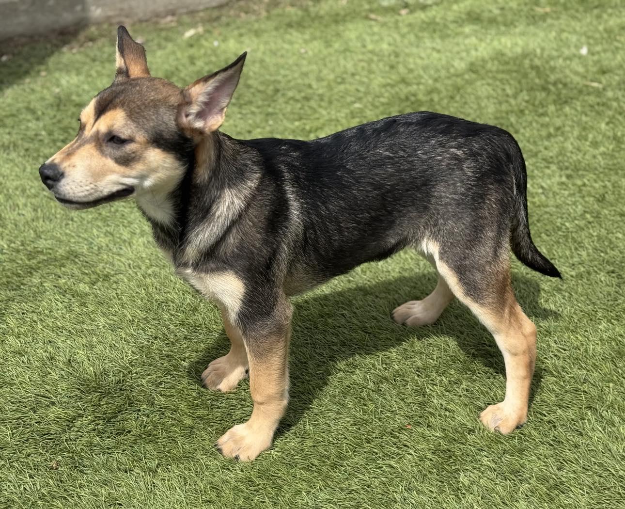 Kya, Adoptable, Puppy Female Shepherd.