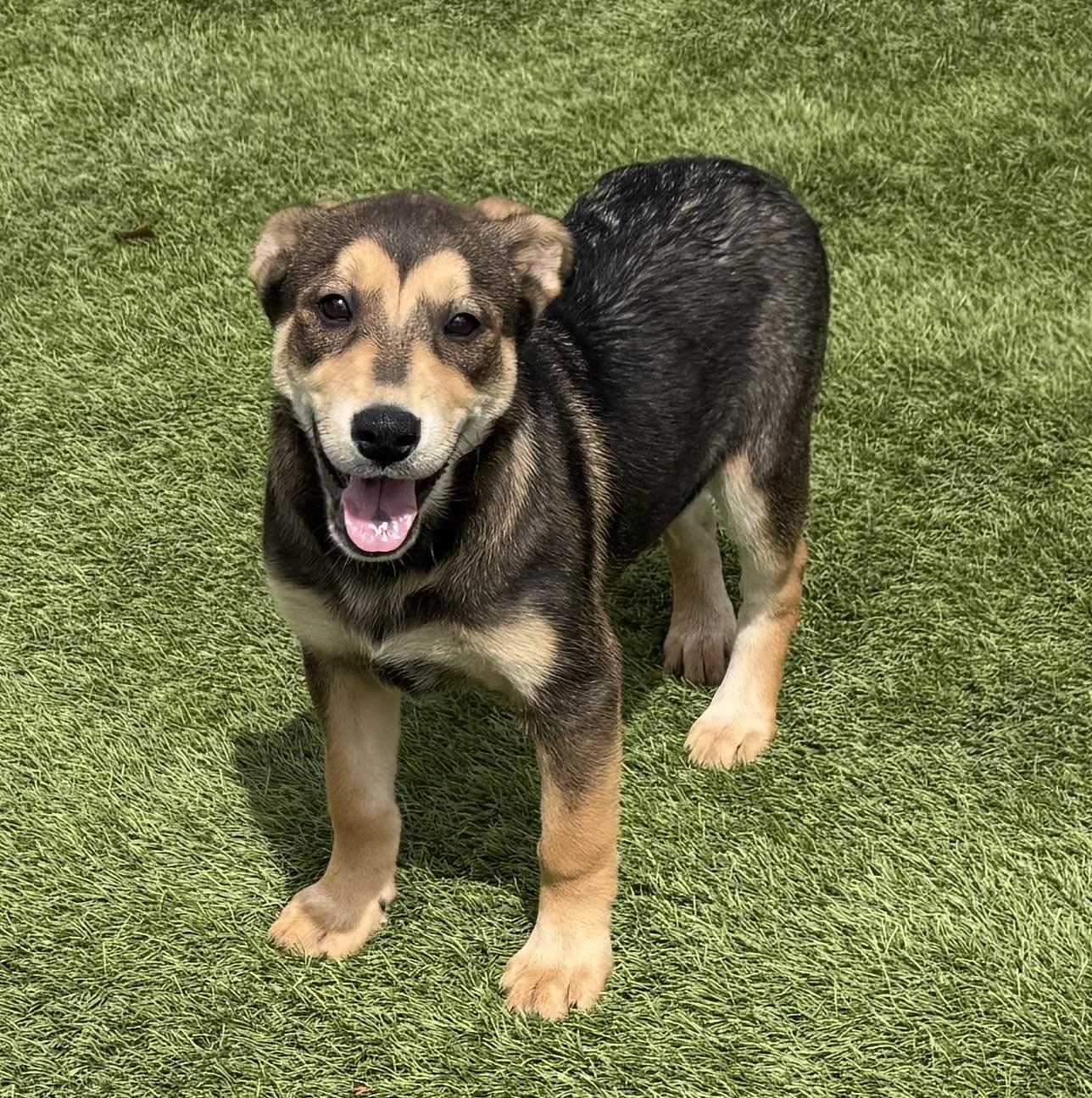 Enlarge Kya, a Adoptable Shepherd in La Verne, CA image 2/3