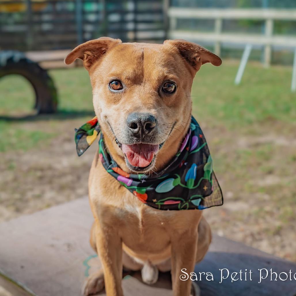 Elijah, a Adoptable Mixed Breed in Milton, FL image 1/6