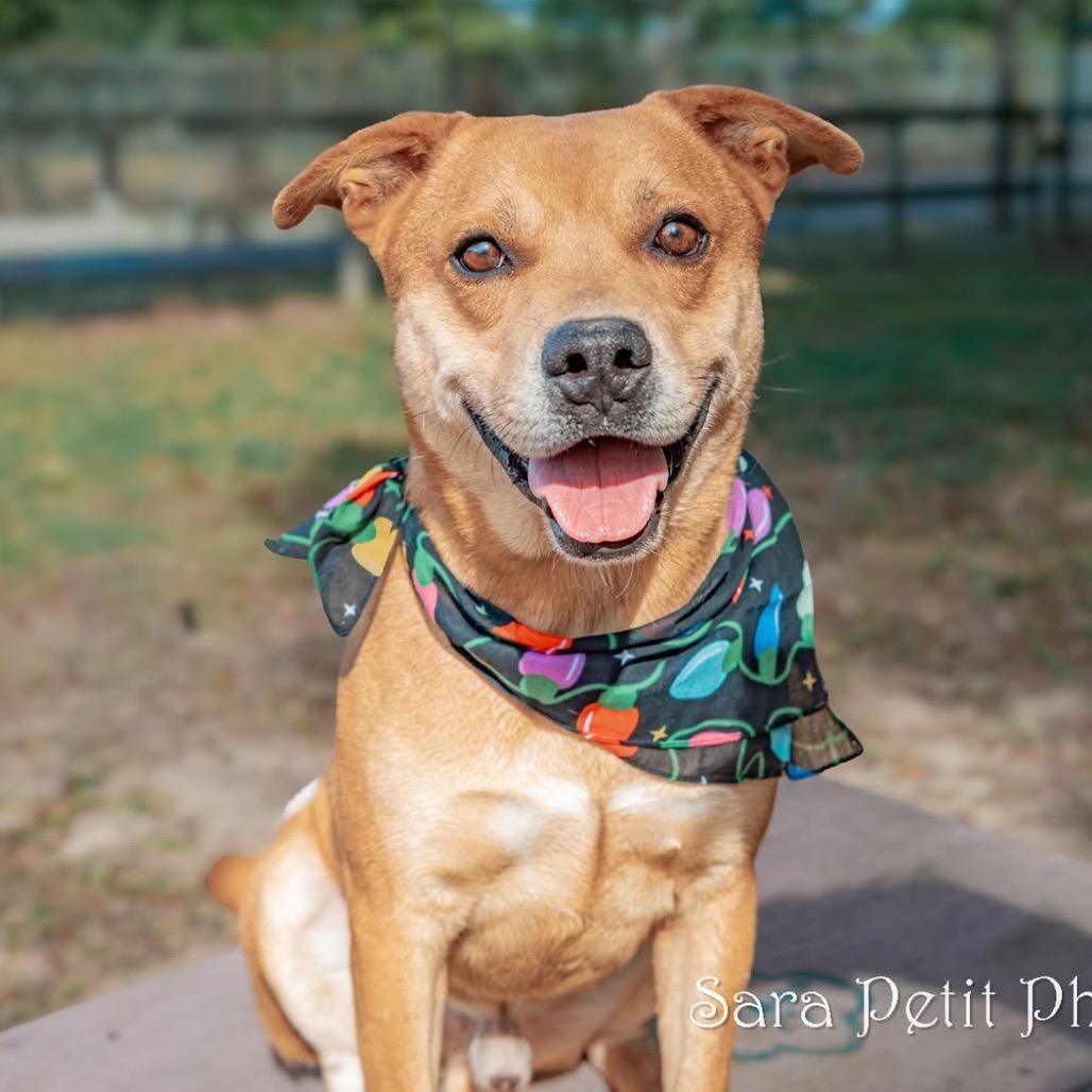 Elijah, a Adoptable Mixed Breed in Milton, FL image 2/6