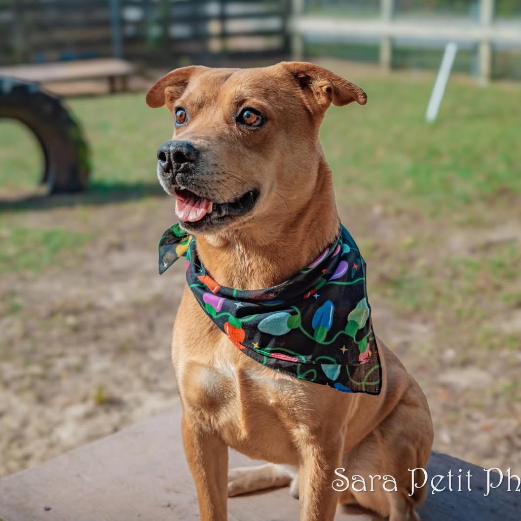 Elijah, a Adoptable Mixed Breed in Milton, FL image 4/6