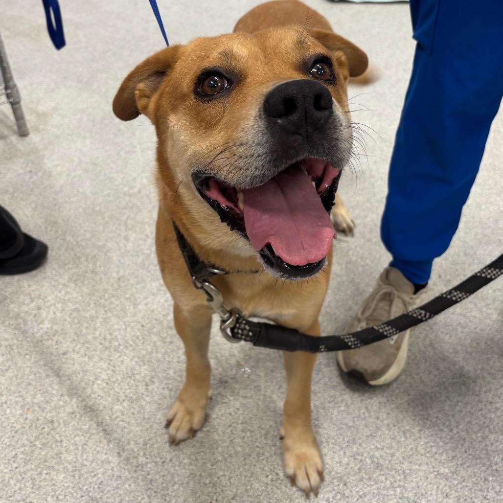 Elijah, a Adoptable Mixed Breed in Milton, FL image 5/6