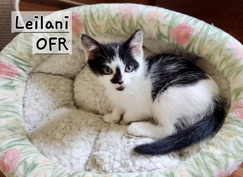 Leilani, ADOPTABLE, Kitten Female Domestic Short Hair.