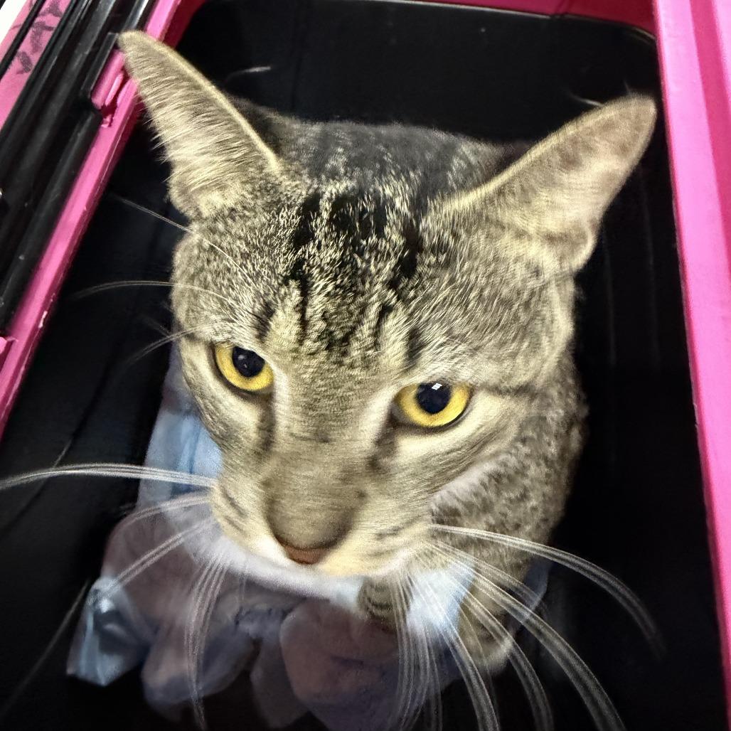 Brian, Adoptable, Young Male Domestic Short Hair.