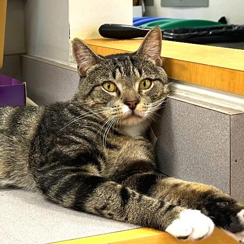 Enlarge Brian, a Adoptable Domestic Short Hair in New York, NY image 2/5