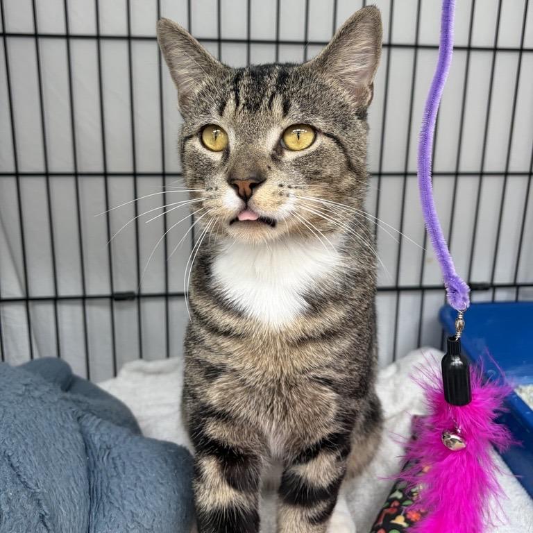 Enlarge Brian, a Adoptable Domestic Short Hair in New York, NY image 3/5
