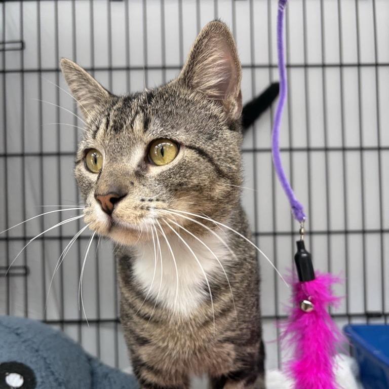 Enlarge Brian, a Adoptable Domestic Short Hair in New York, NY image 4/5