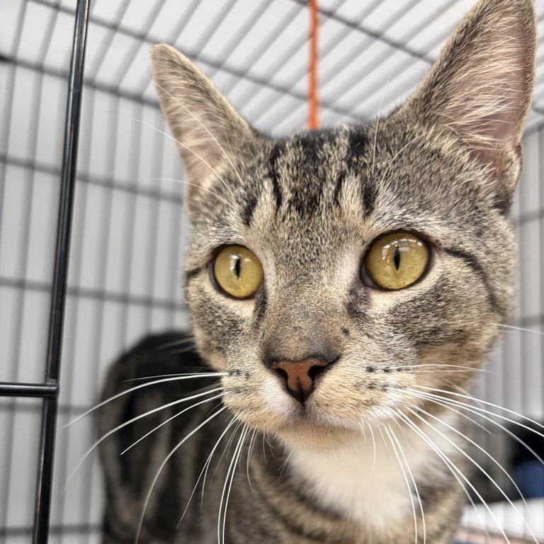 Enlarge Brian, a Adoptable Domestic Short Hair in New York, NY image 5/5