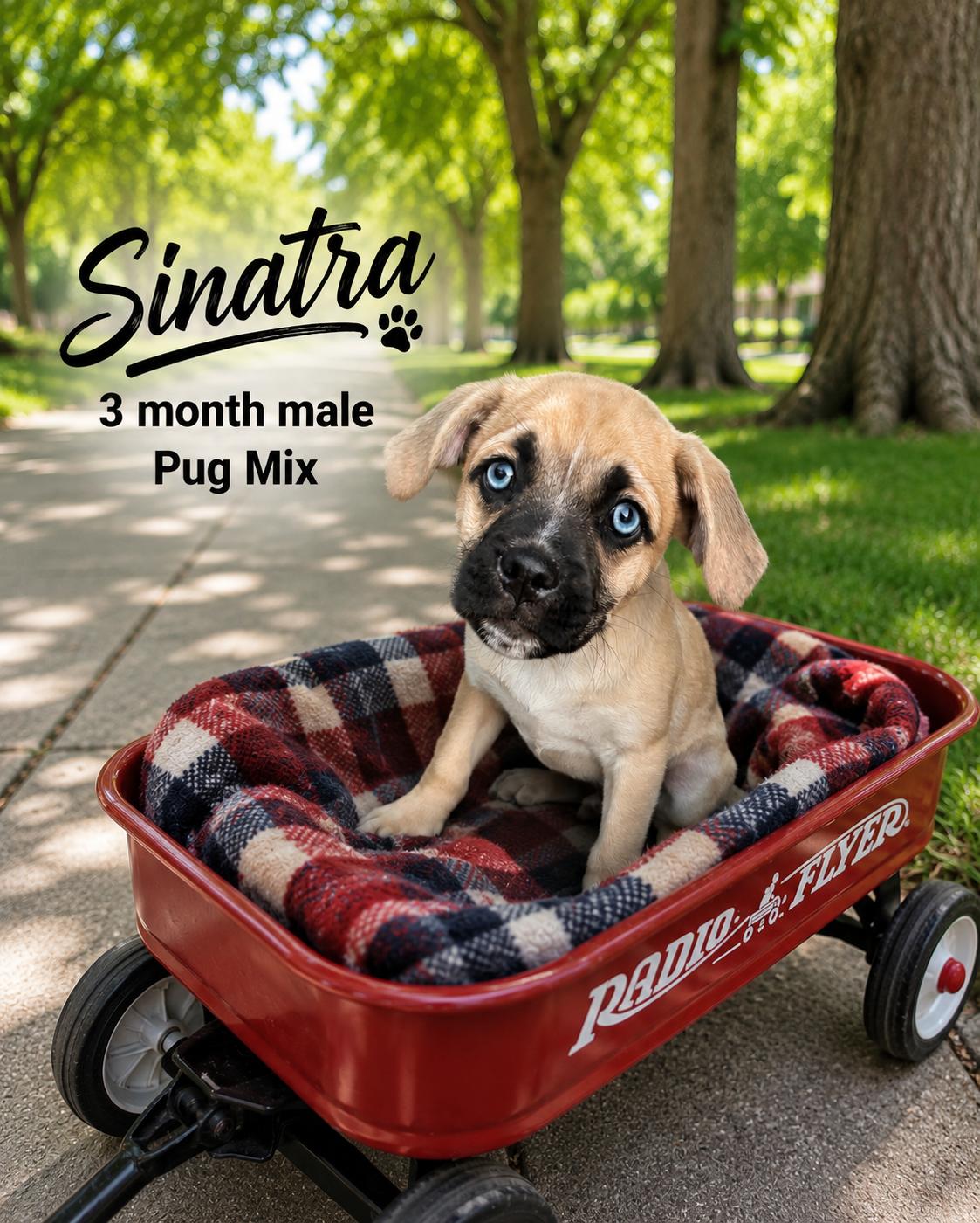 Enlarge SINATRA - 3 MONTH MALE PUG MIX, a ADOPTABLE Pug in Mesa, AZ image 1/1