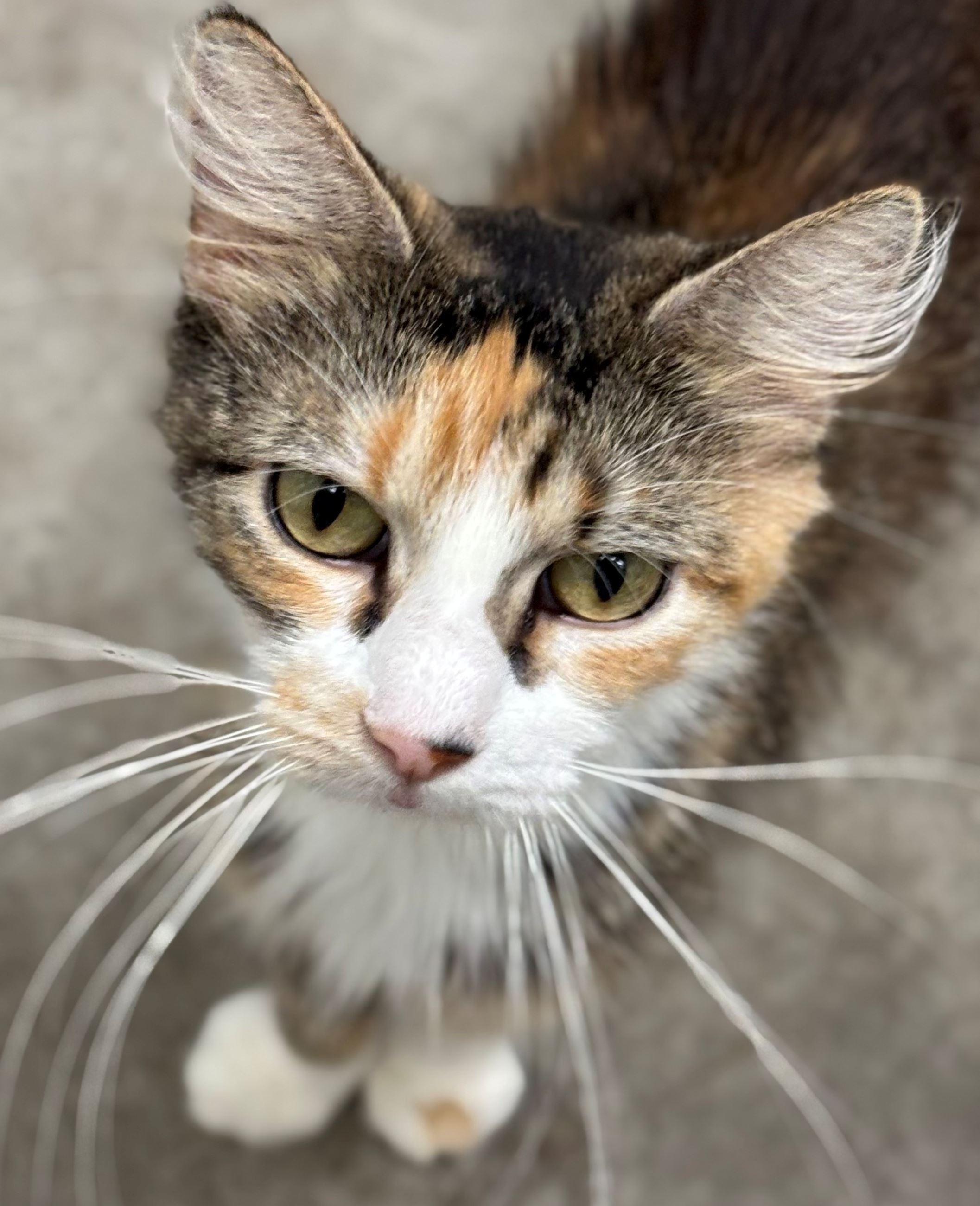 Swift, Adoptable, Adult Female Domestic Medium Hair.