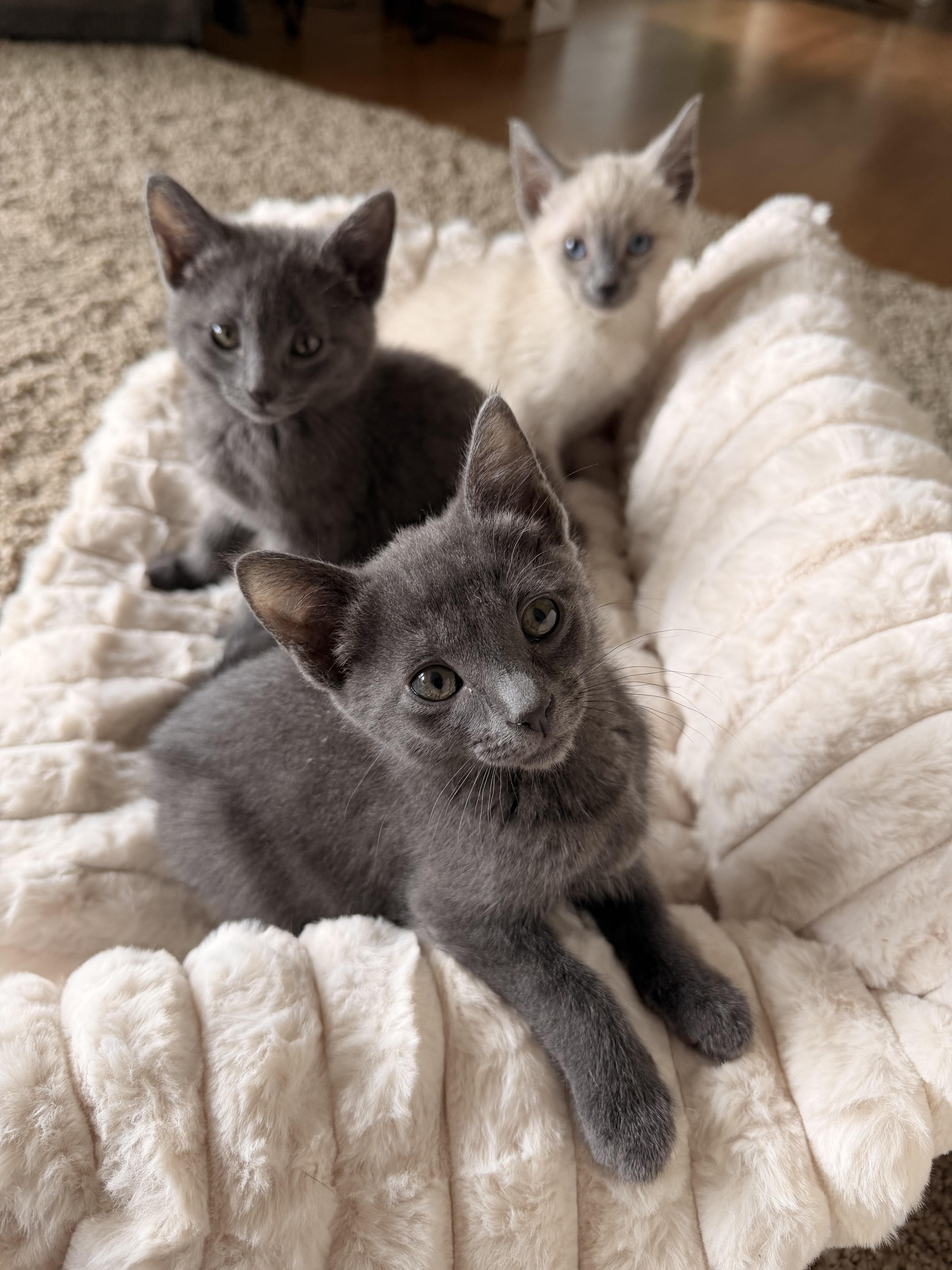 Vivian, adopted, Kitten Female Russian Blue.