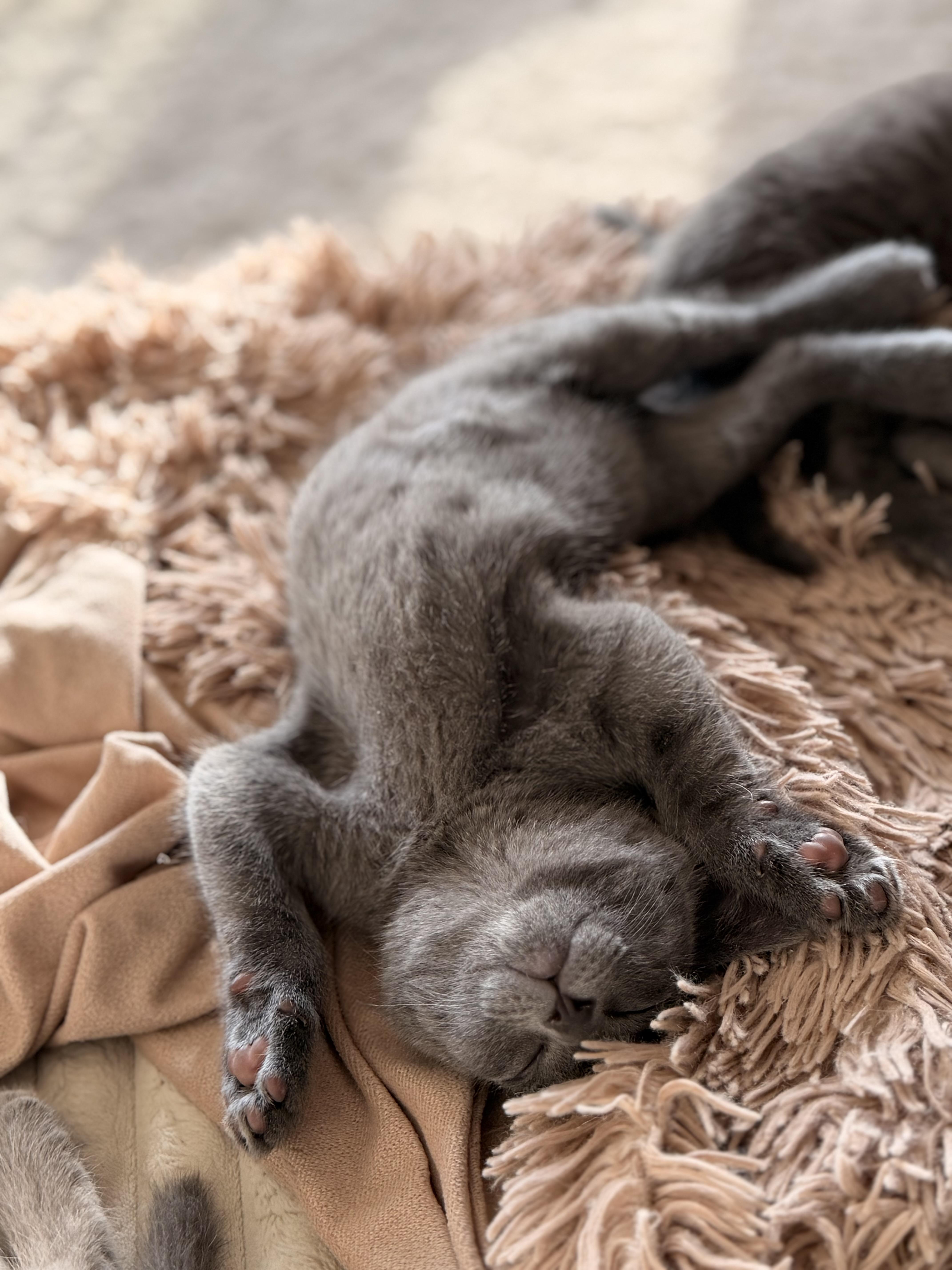 Vivian, an adopted Russian Blue in Bonney Lake, WA image 4/4