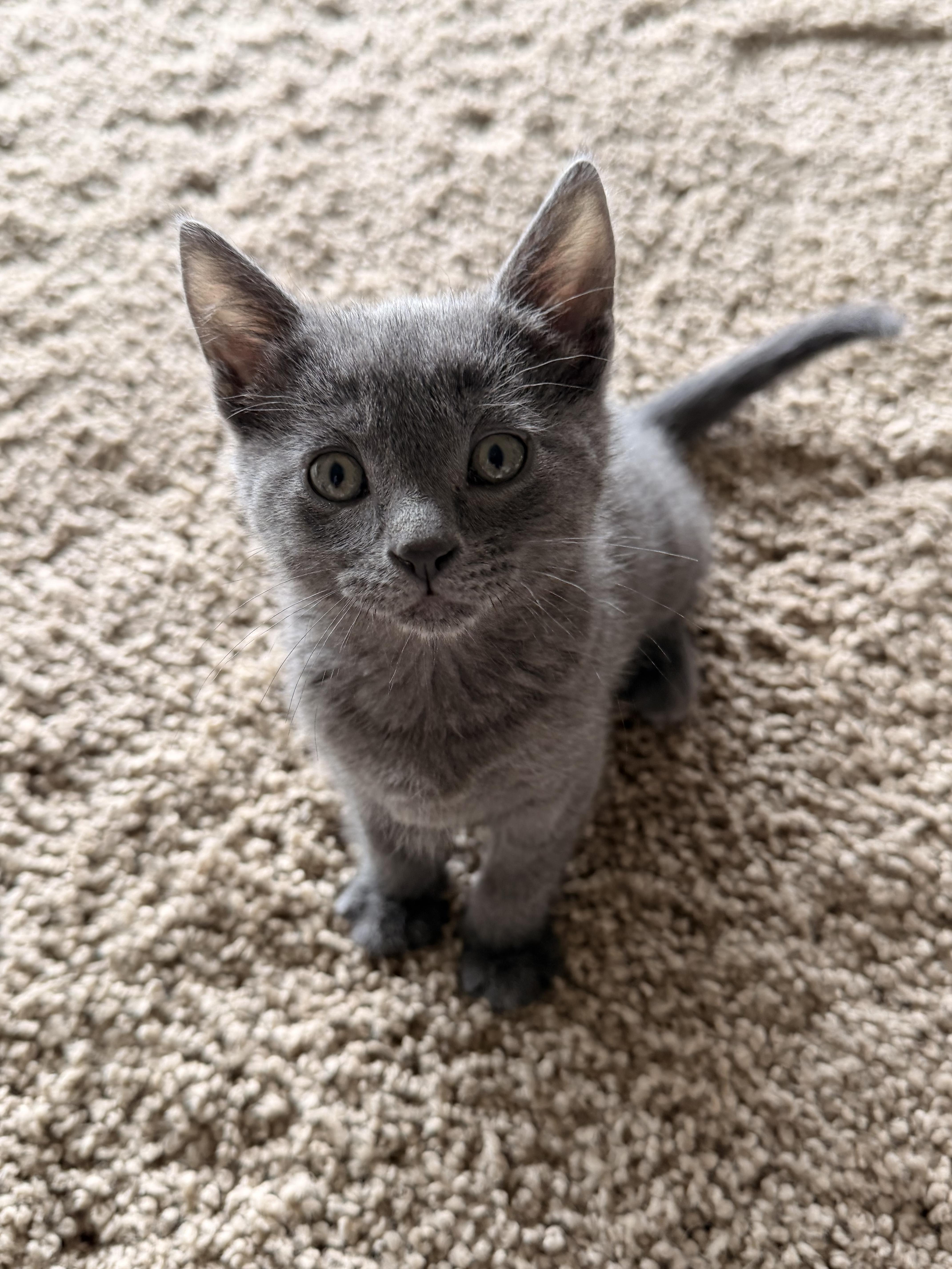 Vivian, an adopted Russian Blue in Bonney Lake, WA image 3/4
