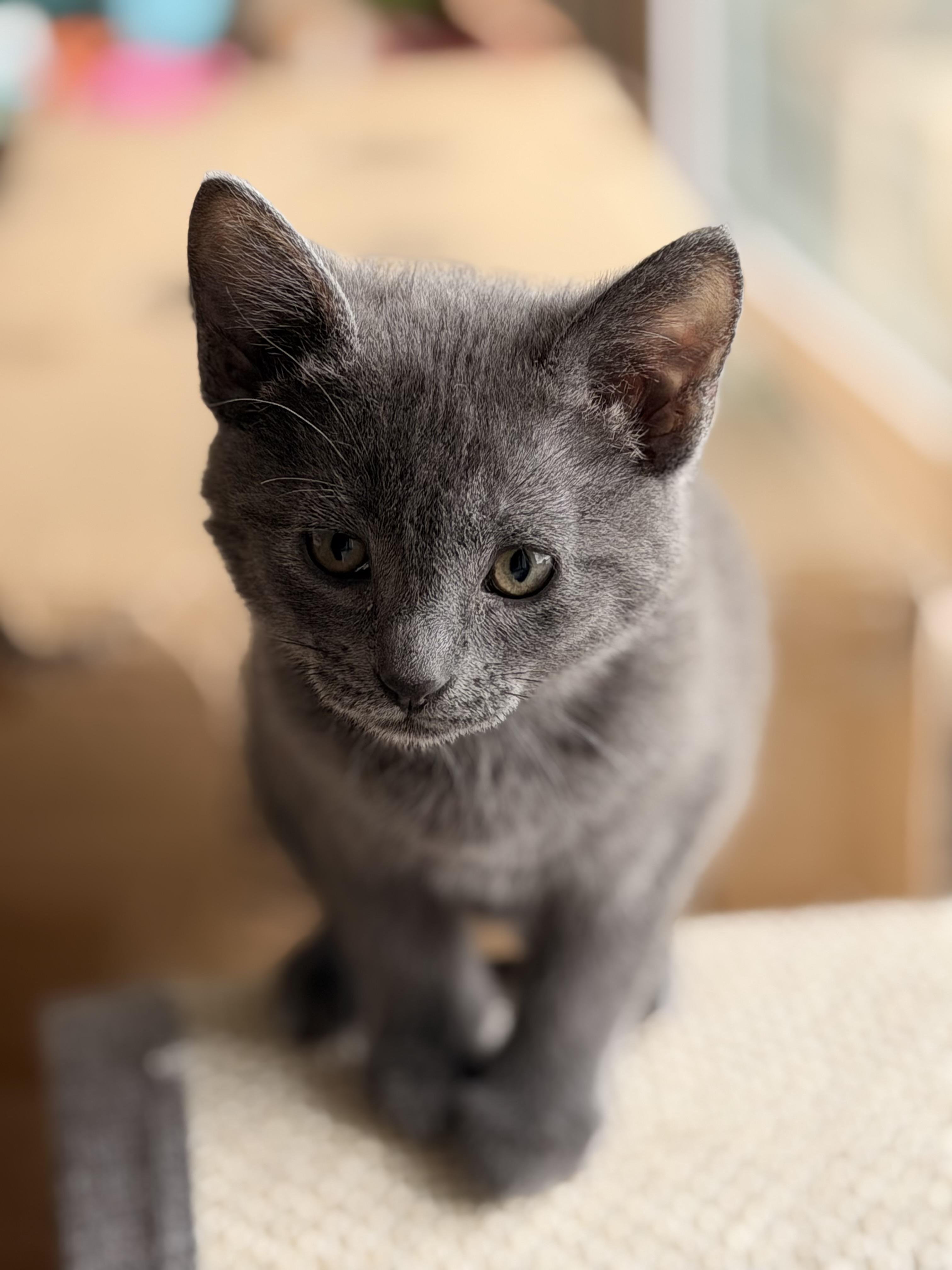 Vivian, an adopted Russian Blue in Bonney Lake, WA image 2/4