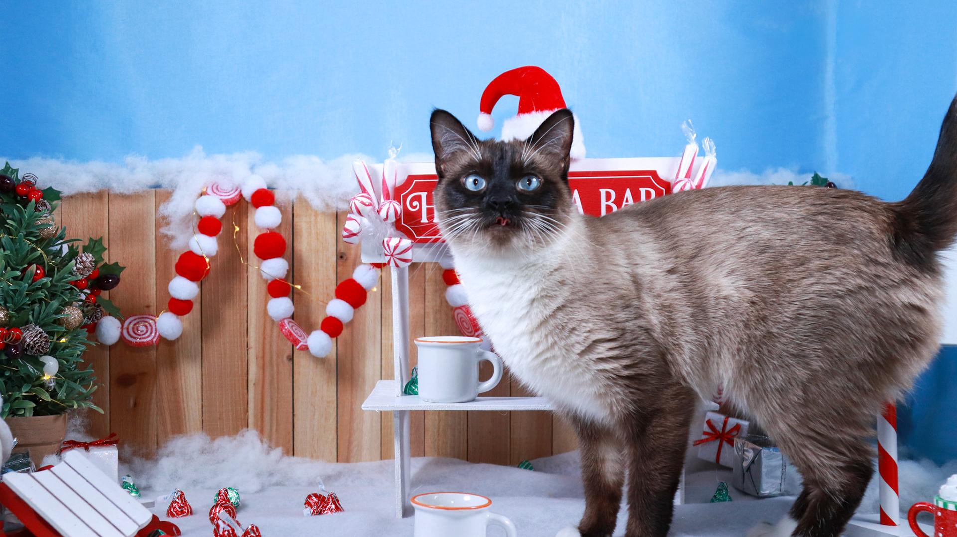 Storm, adopted, Young Female Siamese & Domestic Short Hair.