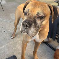 Enlarge Bock, a ADOPTABLE Boxer in Davis, CA image 5/6