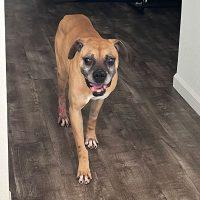 Bock, ADOPTABLE, Senior Male Boxer.