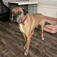 Enlarge Bock, a ADOPTABLE Boxer in Davis, CA image 4/6
