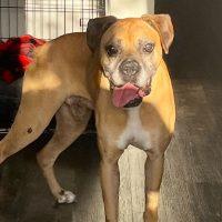 Enlarge Bock, a ADOPTABLE Boxer in Davis, CA image 6/6