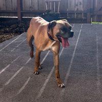 Enlarge Bock, a ADOPTABLE Boxer in Davis, CA image 3/6