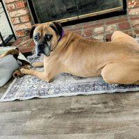 Enlarge Bock, a ADOPTABLE Boxer in Davis, CA image 2/6