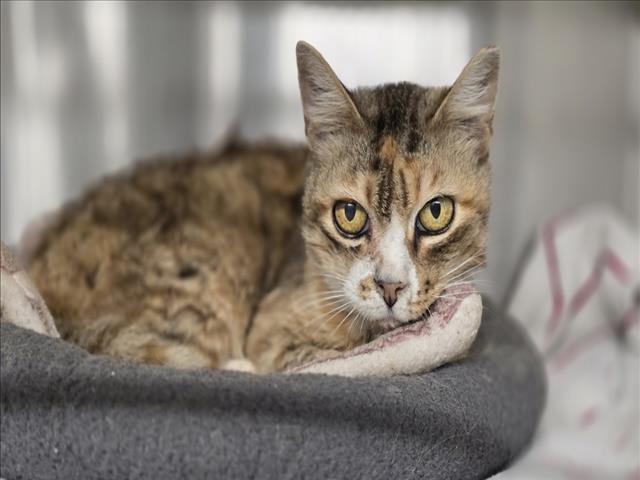 Enlarge *CLEOCATRA, a Adoptable Domestic Short Hair in Woodland, CA image 1/1