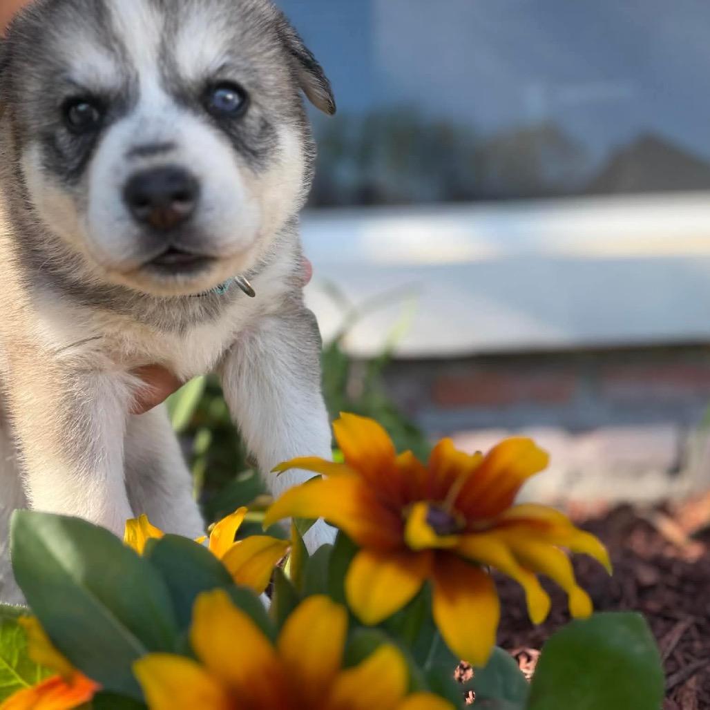 Caspian, Adoptable, Puppy Male Siberian Husky.