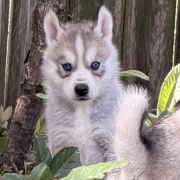 Enlarge Caspian, a Adoptable Siberian Husky in Baton Rouge, LA image 2/2