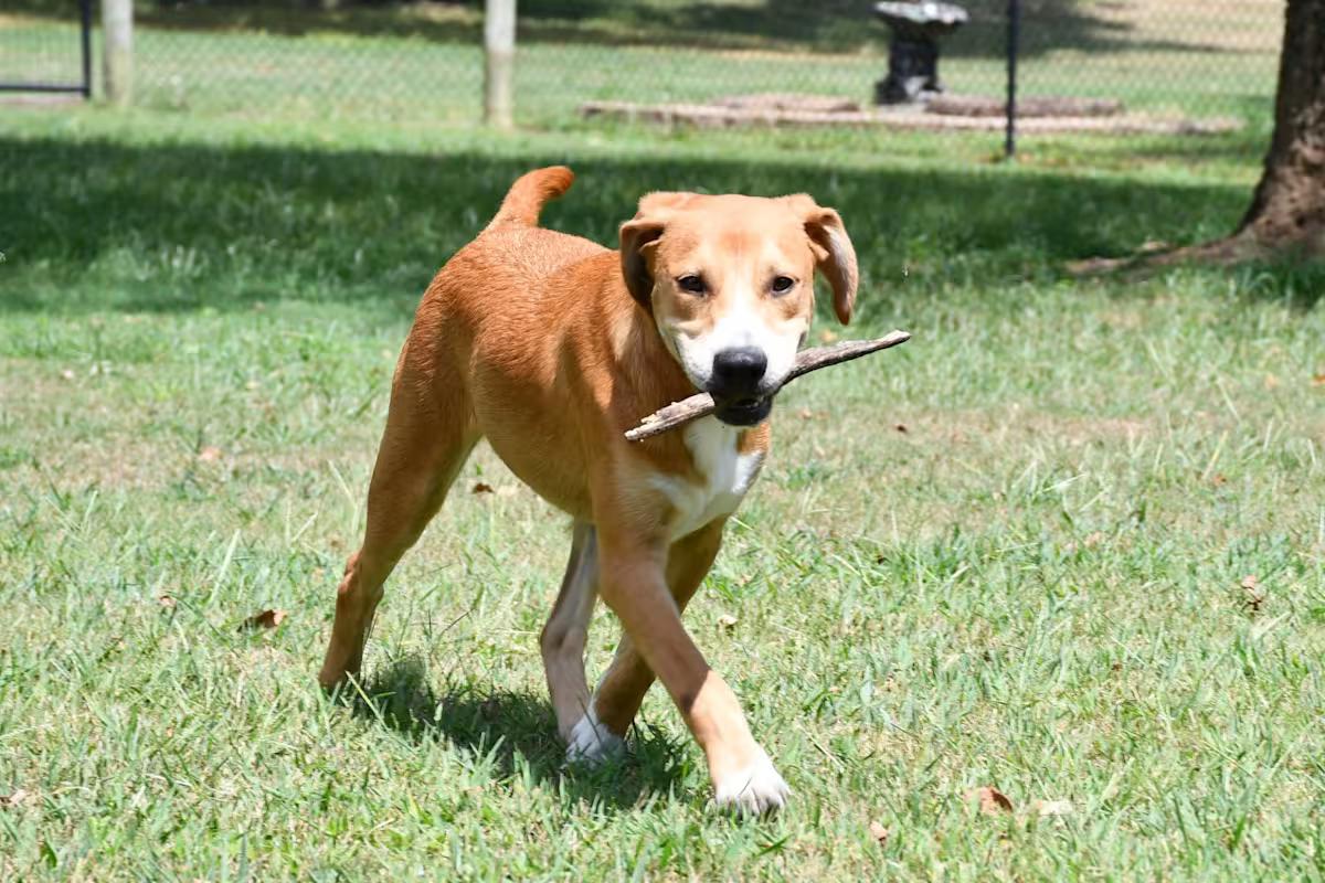 Enlarge Storm, a Adoptable mixed breed in Watertown, CT image 1/4
