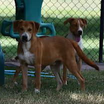 Enlarge Storm, a Adoptable mixed breed in Watertown, CT image 4/4
