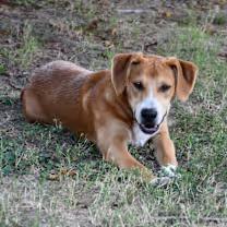 Enlarge Storm, a Adoptable mixed breed in Watertown, CT image 3/4