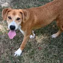 Enlarge Storm, a Adoptable mixed breed in Watertown, CT image 2/4