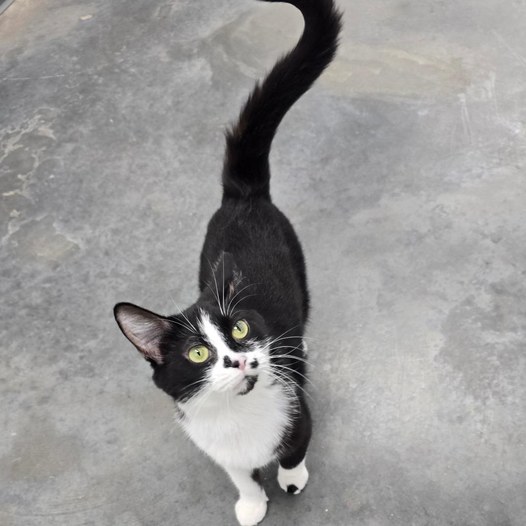 Felicity, Adoptable, Young Female Domestic Short Hair.