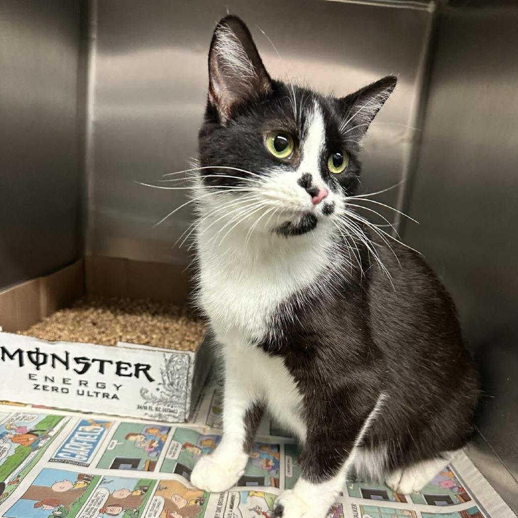 Felicity, a Adoptable Domestic Short Hair in Fairmont, WV image 2/4
