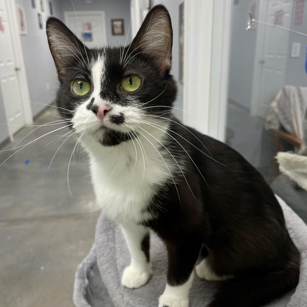Felicity, a Adoptable Domestic Short Hair in Fairmont, WV image 3/4