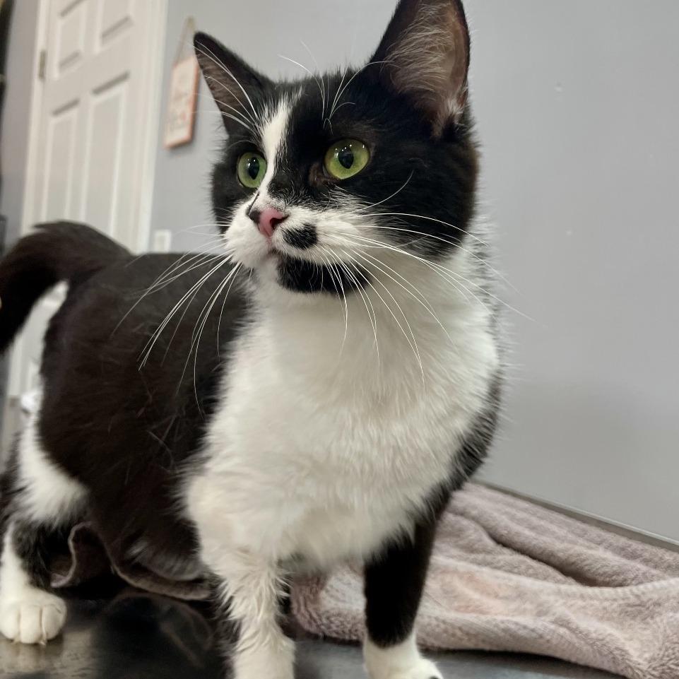 Felicity, a Adoptable Domestic Short Hair in Fairmont, WV image 4/4