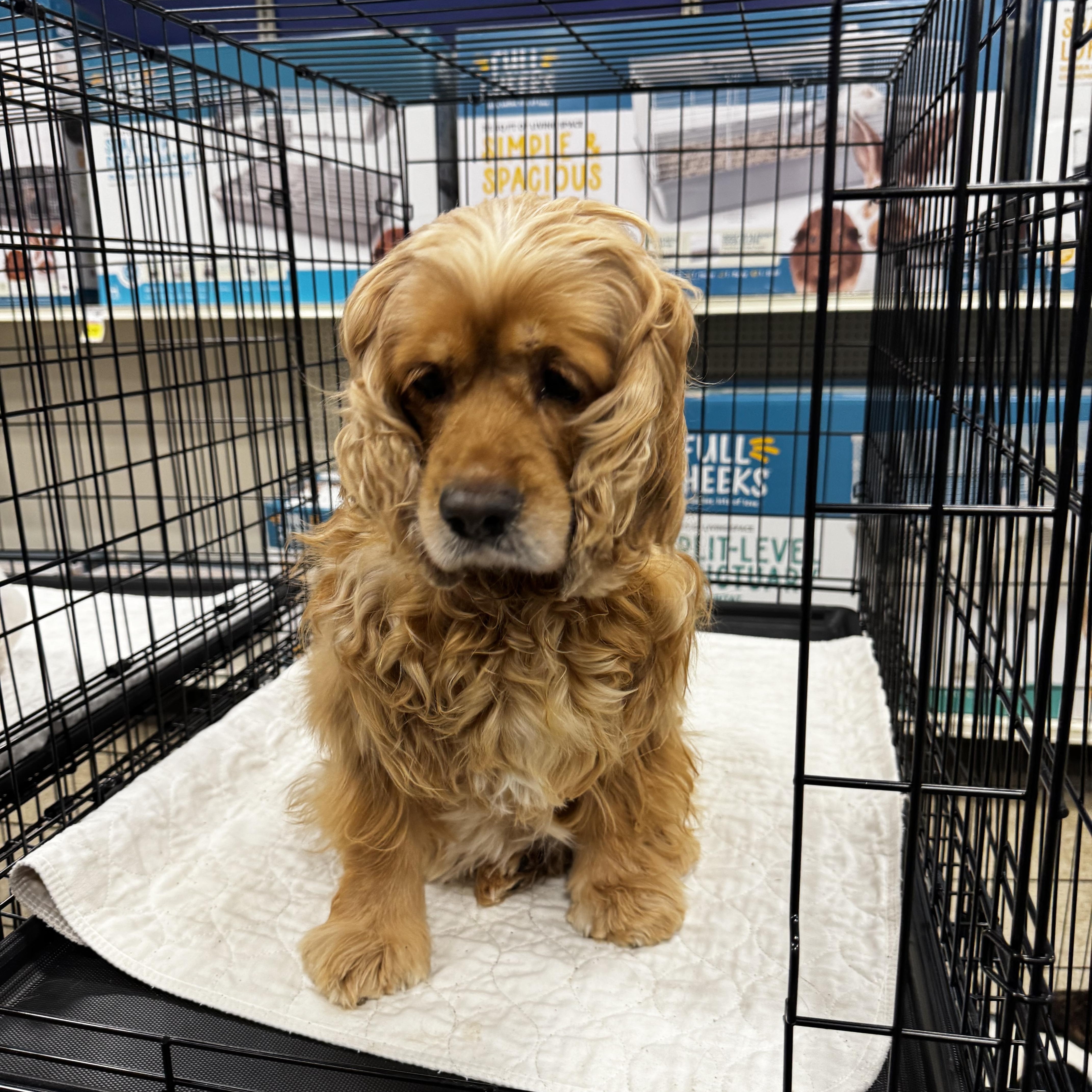 Lady, ADOPTABLE, Adult Female Cocker Spaniel.