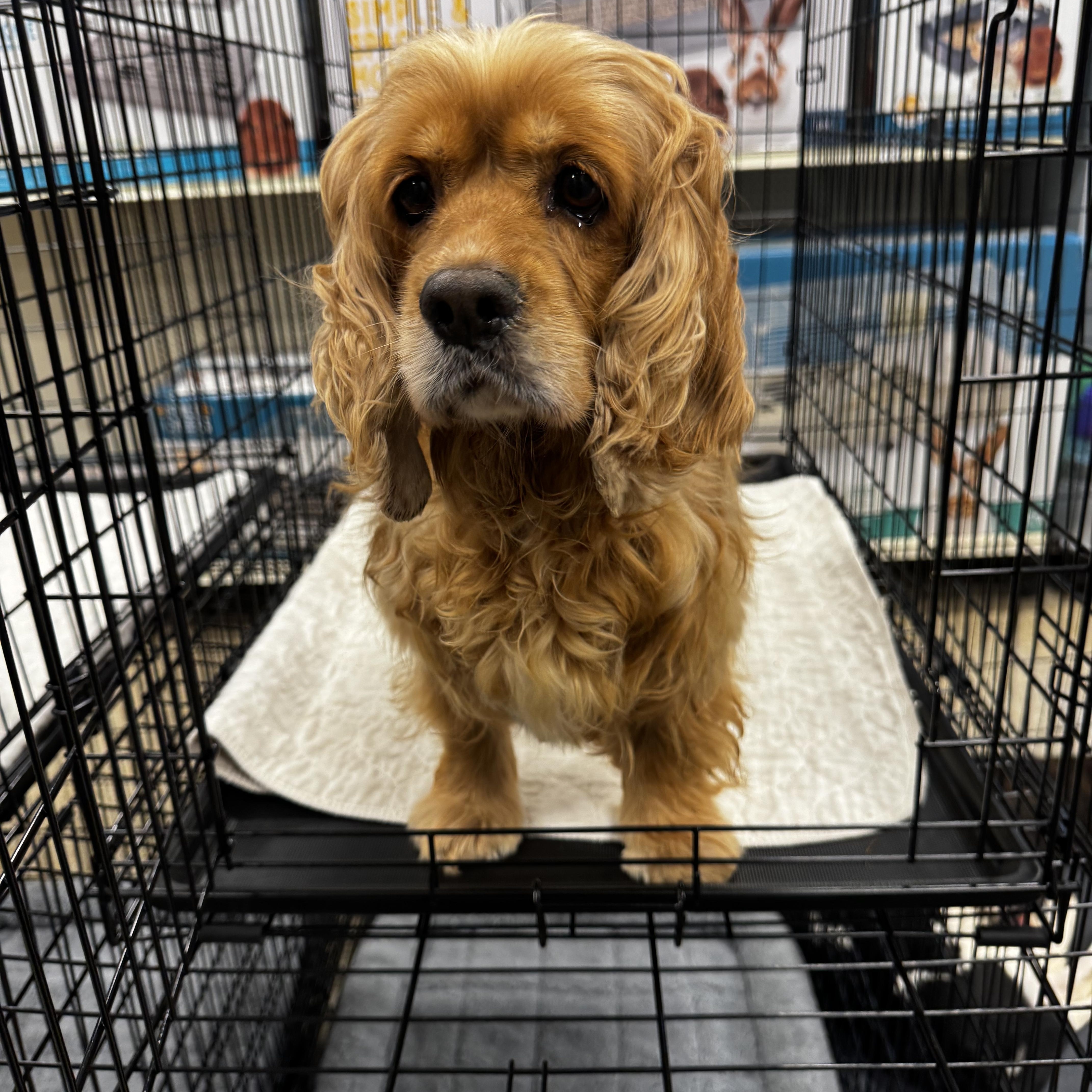 Lady, a ADOPTABLE Cocker Spaniel in Chesterfield, MO image 3/3