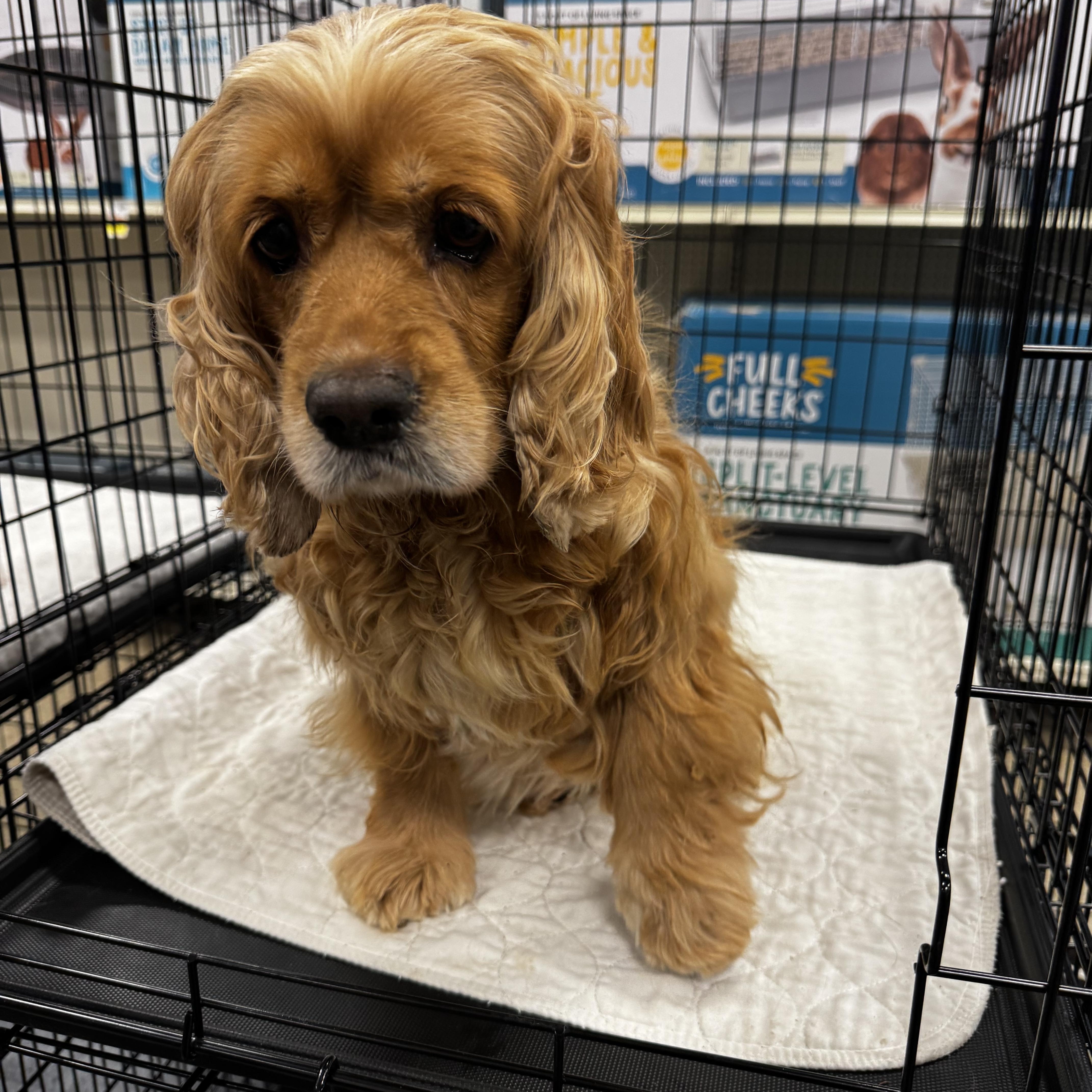 Lady, a ADOPTABLE Cocker Spaniel in Chesterfield, MO image 2/3