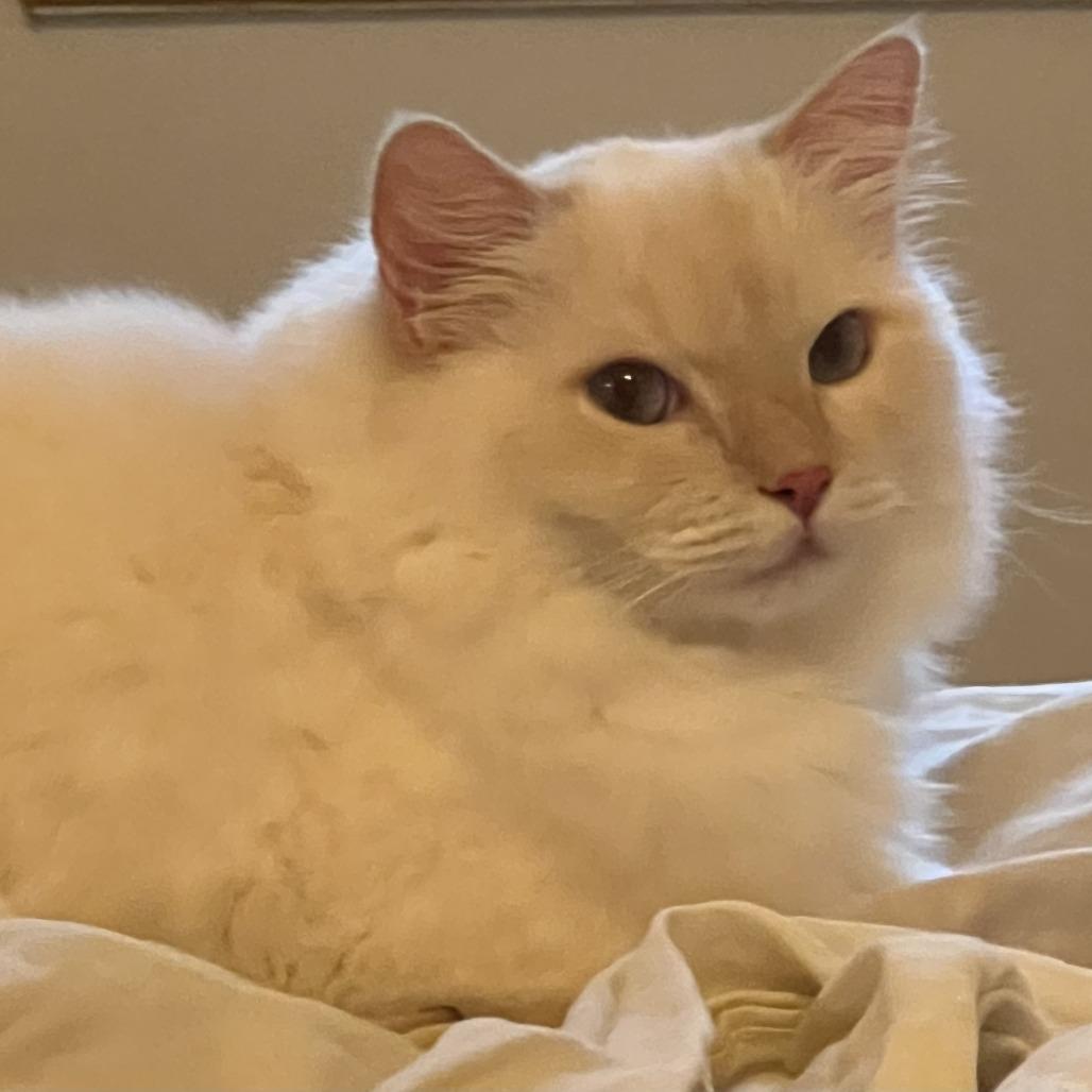 Enlarge Mona - Home to Home, a Adoptable Ragdoll in South Elgin, IL image 1/2