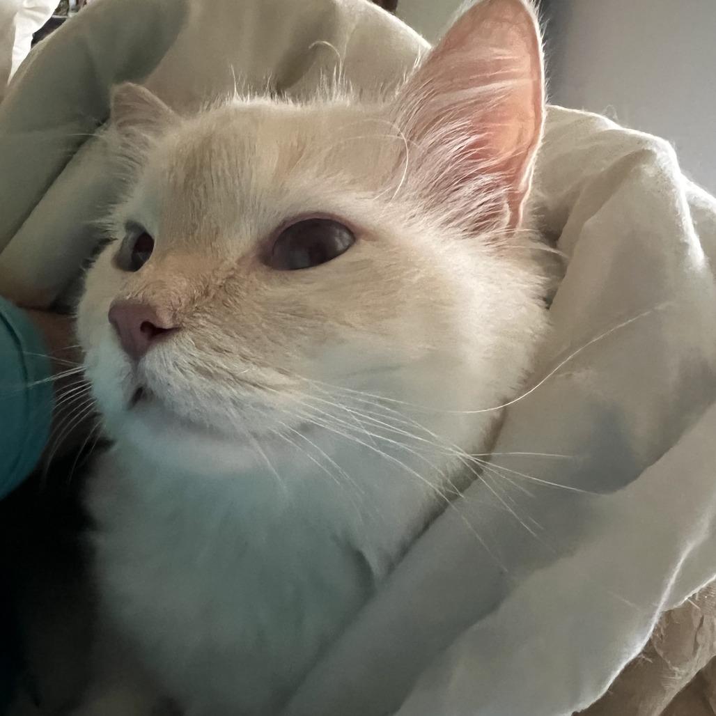Enlarge Mona - Home to Home, a Adoptable Ragdoll in South Elgin, IL image 2/2