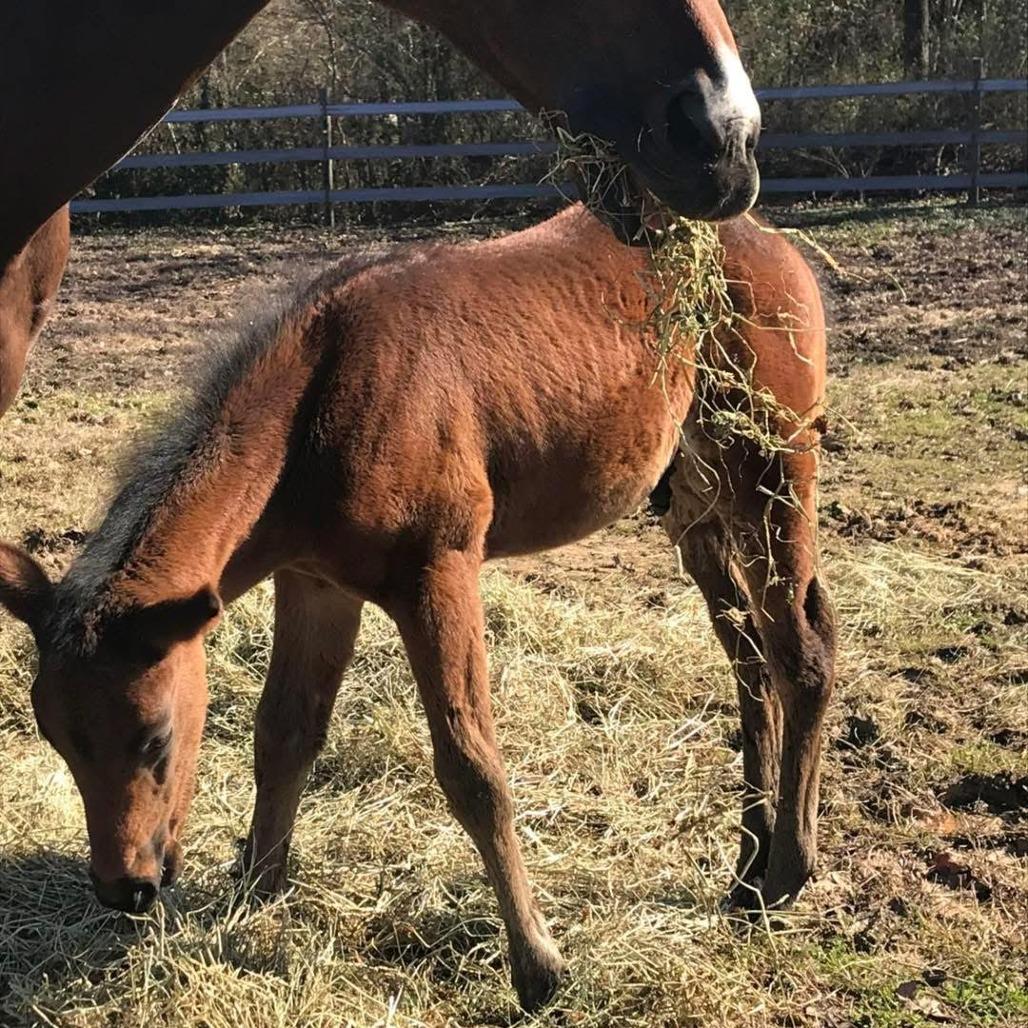 Enlarge Buddy, a Adoptable Quarterhorse in Stokesdale, NC image 2/3