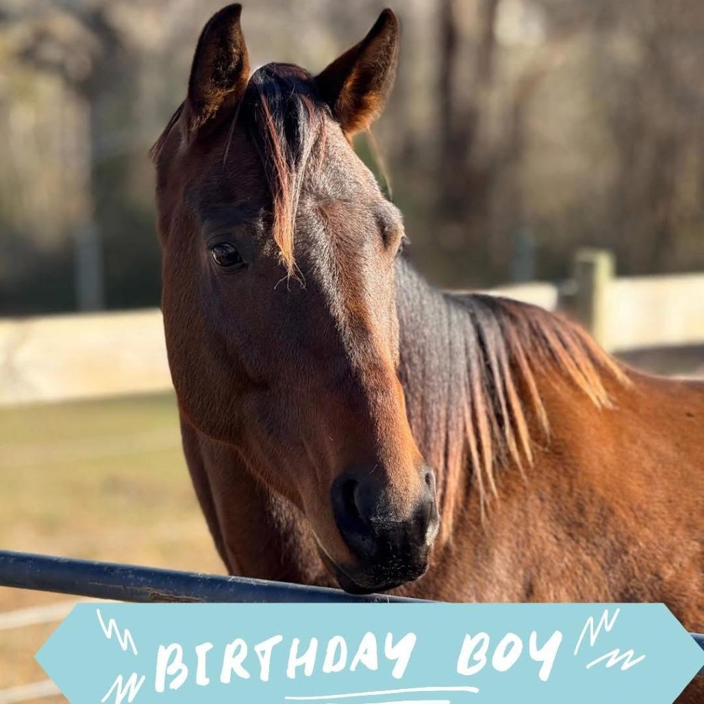 Enlarge Buddy, a Adoptable Quarterhorse in Stokesdale, NC image 3/3